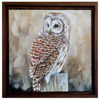 Barred Owl